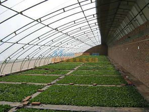 畜牧温室大棚 耐用的温室大棚推荐