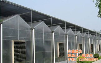 薄膜温室大棚厂家,薄膜温室大棚,齐鑫温室园艺