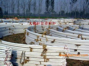 多功能阳光温室大棚骨架 大棚骨架产品 钢管镀塑大棚,多功能阳光温室大棚骨架 大棚骨架产品 钢管镀塑大棚生产厂家,多功能阳光温室大棚骨架 大棚骨架产品 钢管镀塑大棚价格