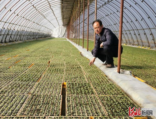 加快供应体系建立 河北新发地果蔬种植基地覆盖河北省80 县 市