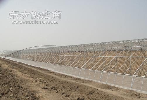 花卉日光温室棚商家 花卉日光温室棚 三义温室工程 多图