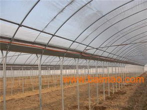 权威的空气墙体日光温室设计建设专家企业 寿光建发,权威的空气墙体日光温室设计建设专家企业 寿光建发生产厂家,权威的空气墙体日光温室设计建设专家企业 寿光建发价格