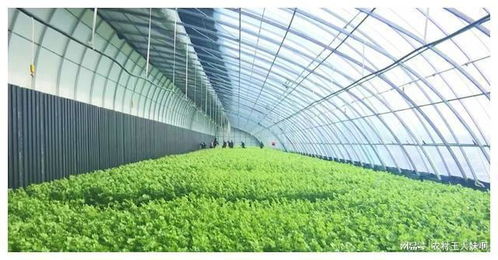 东北地域 温室大棚发展的黄金地带