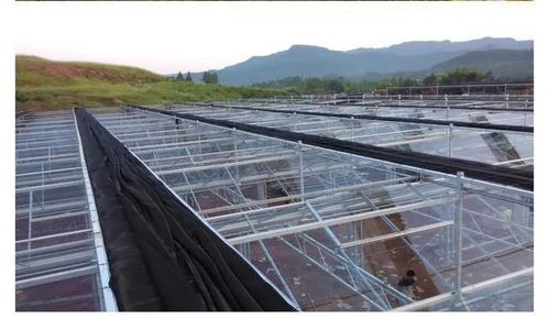 温室大棚之北方人爱用的纹络型温室顶部覆盖阳光板如何区分优劣