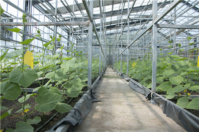 光伏照亮脱贫路 温室大棚的双重收益模式