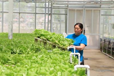 永清推进项目建设与乡村振兴 温室大棚绘就发展新画卷