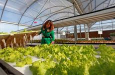 智能连栋温室助力三门峡优质特色农产品生产