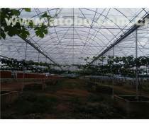 花卉大棚 温室技术在现代园艺中的应用与价值