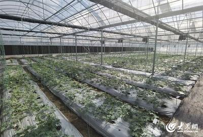 现代设施农业打造强农新引擎 青岛温室大棚推动农产品出口连续领跑