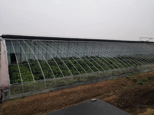 可持续 管长远 经济发展区扶贫项目夯实稳定脱贫基础