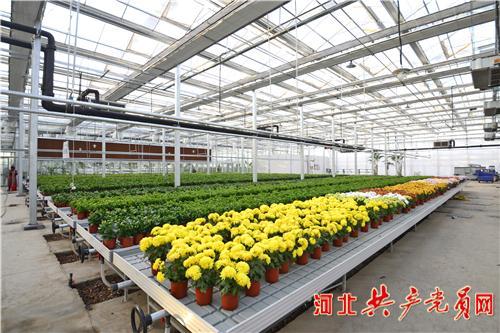 曲周县优中选优培育新动能 温室大棚引领创新发展绿色高质量发展