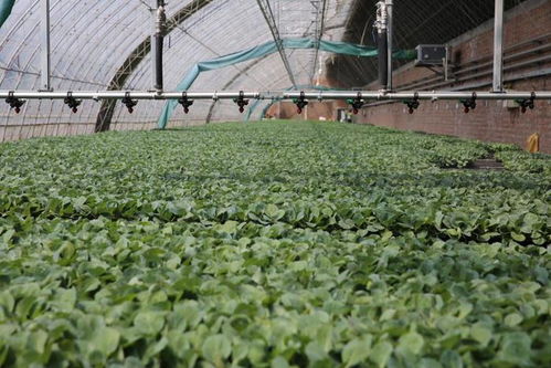 新质密码 沈阳秋实植物工厂引领农业未来，温室大棚再升级